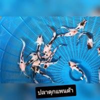 ราคา อุปกรณ์ตกแต่งตู้ปลาสวยงาม รวมดุกหินสวยงาม เช่น ปลาดุกเผือก ปลาดุกแพนด้า ปลาเรดเทลแคชฟิช เเบบ 1 ตัว (26228262250)