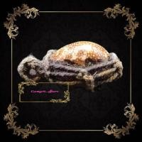 ราคา เบี้ยแก้อาคม หลังตะกรุดมหากัน หลวงพ่อเดิม วัดหนองโพ เชื้อกถัก เเบบเดิมๆ พกพาสะดวก เบี้ยแก้ เบียแก่ (9802326978)