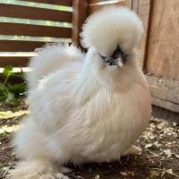 ราคา ไข่เชื้อไก่ซิลกี้ ของแท้ 6 ฟอง (24636060793)