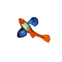 ราคา โค่ยเรดเทล โค่ยหูช้าง ปลากัดหูช้าง 1 คู่ ส่งฟรี (25610885440)