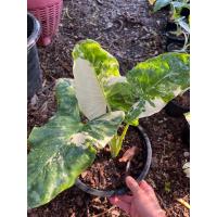 ราคา ช่วยซื้อหน่อยนะค่ะ Alocasia macrorrhizos บอนกระดาดยักษ์ จัดส่งแบบต้นพร้อมกระถาง 8 5 นิ้ว มีใบที่ใหญ่มากชอบแดดรำไร บอนกระดาดด่าง (18494681196)