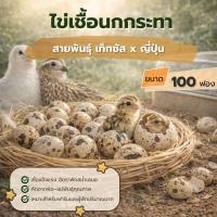 ราคา ไข่เชื้อนกกระทา เท็กซัส ญี่ปุ่น คัดคุณภาพ 100 ฟอง (126493061780)