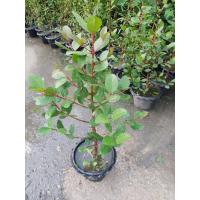 ราคา ขาย ต้นลำแพน ไม้น้ำหายากเหมาะปลูกประดับสวน สูงประมาณ 50 ซม มาใหม่ต้นสวยๆค่ะระหว่างขนส่งสินค้าเสียหายเคลมฟรีค่ะ (21535284784)