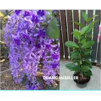 ราคา ขายต้น พวงครามออสเตรเลีย สูงประมาณ 70 ซม ขึ้นไป ส่งพร้อมกระถาง10 11นิ้ว ราคาถูกเสียหายเคลมฟรีค่ะ ช่วงนี้ส่งพร้อมดอกทุกต้นค่ะ (685208766)