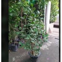 ราคา ขาย ต้นลำแพน สูงประมาณ 50 ซม ขึ้นไป ต้นฟอร์มสวยมากๆแข็งแรงรับประกันค่ะระหว่างขนส่งสินค้าเสียหายเคลมฟรีค่ะ (2270552375)