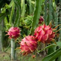 ราคา 1 ต้น ต้นพันธุ์แก้วมังกร พร้อมปลูกมีรากแล้ว ปลูกได้ทั่วไทย Dragon Fruit Tree สายพันธุ์ แก้วมังกรเวียดนาม (24709662422)