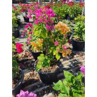 ราคา ต้นเฟื่องฟ้า แฟนตาซี ในกระถาง10นิ้ว สูง 50 60 ซม (17678889883)