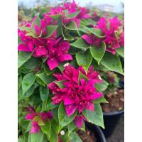 ราคา ต้นเฟื่องฟ้า หรือ ดอกกระดาษ Paper flower Bougainvillea สีชมพูบานเย็น เฟื่องฟ้าสีสวย เฟื่องฟ้าสาวิตรี กระถาง 8นิ้ว ต้นสูง 35 40 ซม เฟื่องฟ้าบอนไซ เฟื่องฟ้าสาวิตรี เฟื่องฟ้า นิยมนำม่จัดสวน เป็นไม้ดอกไม้