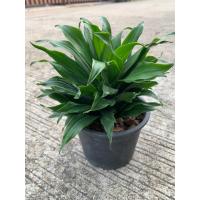 ราคา ต้นวาสนา 9 ชั้น ไม้มงคลเสริมโชคลาภ ส่งพร้อมกระถางดำ ChayTongAong (20983628616)