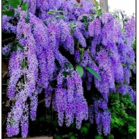 ราคา ขายต้น พวงครามออสเตรเลีย สูงประมาณ 70 ซม ขึ้นไปต้นแข็งแรงพร้อมปลูก ส่งพร้อมกระถาง 11 นิ้ว ค่ะระหว่างขนส่งสินค้าเสียหายเคลมฟรีค่ะ ช่วงนี้ส่งพร้อมดอกทุกต้นค่ะ (21323540556)