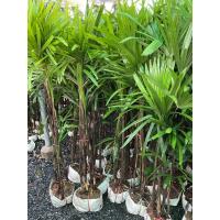 ราคา ต้นจั๋ง ไม้ฟอกอากาศ Lady Palm จั๋งเชียงใหม่ 1 2 1 5 เมตร (25151394414)