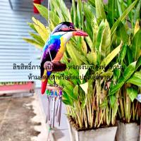 ราคา นกเซรามิค โมบายแขวนนก 16นิ้ว นกเงือก นกแก้ว โมบายตกแต่งบ้าน กระดิ่งลมฮวงจุ้ย กระดิ่งลมเรียกทรัพย์ (25007360630)