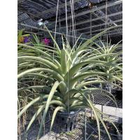 ราคา Tillandsia Flexuosa ต้นเฟล็กโซซ่า ทิลแลนเซีย ไม้รากอากาศ สับปะรดอากาศ สับปะรดสี สับรดอากาศ ต้นใหญ่ สูง 40 50 cm (21264598926)
