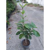 ราคา ขายต้น พวงครามออสเตรเลีย ไม้กึ่งเลื้อยสีม่วงสดสวยเหมาะปลูกทำซุ้ม หน้าบ้านสวยงามสูงประมาณ 70 ซม ขึ้นไป ส่งพร้อมกระถาง 11 นิ้วต้นแข็งแรงพร้อมปลูก (22818920202)