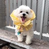 ราคา PET HAPPY CONE ปลอกคอกันเลียชนิด บาง เบา สบาย สวมใส่ได้ทุกวัน คอลล่ากันเลีย คอลล่าแมว ลำโพงกันเลีย (19654083574)