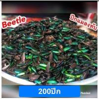 ราคา ปีกแมลงทับ ปีกจริง (25020711185)