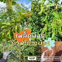 ราคา เมล็ดพันธุ์ถั่วมะแฮะ ถั่วแฮเขียว 500 กรัม 249 บาท (26145389516)