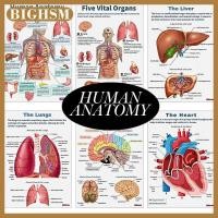 ราคา BIGHSM 16Pcs Human Anatomy Poster Human Organs Brain Liver Heart Anatomy Poster Classroom Office Room Home Aesthetic Decoration (26225111810)