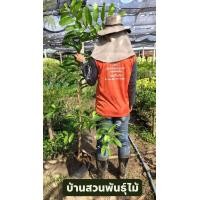 ราคา ต้นตะแบก ดอกสีชมพู ต้นเพาะเมล็ด สูง 1 3 1 5 เมตร (24579402231)