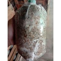 ราคา เชื้อเห็ดฟางคุณภาพ 12 ก้อน เชื้อเห็ดฟาง เห็ดฟาง ดก ดอกใหญ่ น้ำหนักดี เชื้อแข็งแรง ทำกินง่าย ทำขายรวย (18041760241)