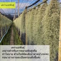 ราคา เคราฤาษี หนวดฤาษี มอสสเปน Spanish Moss น้ำหนักครึ่งกิโล ไม้ฟอกอากาศกรองฝุ่น pm 2 5 เคราแบบชั่งกิโล เคราสำหรับทำโมบายหรือขยายพันธุ์ (16188119498)