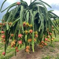 ราคา 1 ต้น ต้นพันธุ์แก้วมังกร พร้อมปลูกมีรากแล้ว Dragon Fruit Tree สายพันธุ์ แก้วมังกรเวียดนาม (24709731972)