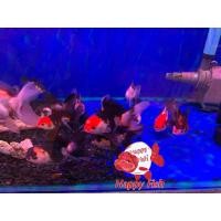 ราคา อาหารสำหรับปลา ปลาทองฮอลันดา 3สี แพนด้า ไซร้2 มีประกันสินค้า อาหารเสริมสร้างสุขภาพปลา (25202982237)