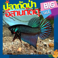 ราคา ปลากัดเทพ Betta สายพันธุ์อีสาน หางใบโพ หางโพสวยๆ เกรดสวยงาม (26328077991)