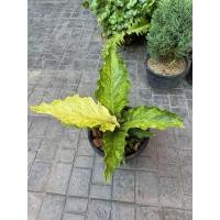 ราคา โชคเก้าชั้นด่าง10 (25921628841)