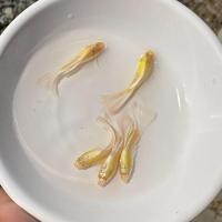 ราคา เกรดส่งออก ปลาหางนกยูง สีอัลบิโน่ ฟลูไวท์ ปลาสวยงาม เลี้ยงง่าย เลี้ยงรวมได้ Fish (26008905082)