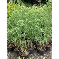 ราคา หลิวลู่ลม ต้นหลิวลู่ลม ไม้มงคล willow tree หลิว ต้นหลิว หลิวย้อย ต้นหลิวย้อย (19365274912)