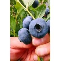 ราคา ต้นบลูเบอรี่ ต้นนำเข้า อายุ 2 ปี พันธุ์ที่ปลูกในเขตร้อน (21640438437)