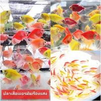 ราคา Lala Moon อาหารปลา ปลาม้าลายเรืองแสง เยอรมันเรืองเเสง (25319948082)