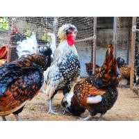 ราคา ไข่เชื้อไก่โปแลนด์ สีสวยมาก 3 ฟอง (26346899402)
