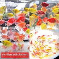 ราคา รวมปลาเรืองแสง ประดับตู้ปลาสวยงาม มีหลากหลายแบบให้เลือก ม้าลายเรืองแสง เยอรมันเรืองแสง (126647483352)