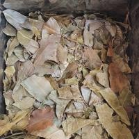 ราคา ใบมะคำไก่ สมุนไพรอบแห้ง แบบเป็นชิ้น 200 กรัม (26156409680)