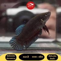 ราคา ปลากัดหม้อสายกัดเก่ง B13 เพศเมีย คละสี เทา เขียว น้ำเงิน มีประกันสินค้า (15927316727)
