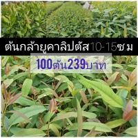 ราคา ต้นกล้ายูคาลิปตัสชุด100ต้น239บาท (25818960143)