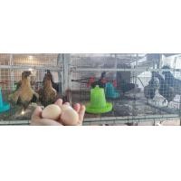 ราคา ราคาต่อ 3ฟอง ไข่เชื้อไก่ดำ สำหรับฟัก ใช้ตู้ฟักไข่ (19929359685)