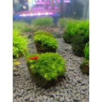 ราคา มอสพันหิน มอสขนนก ไม้น้ำต้นไม้น้ำ (25345089164)