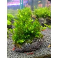 ราคา มอสพันหิน มอสวินโล้ไจแอนท์ยุโรป ไม้น้ำต้นไม้น้ำ (25342661735)