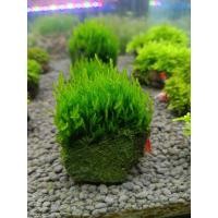 ราคา มอสพันหิน เฟมมอสสวยๆ ไม้น้ำต้นไม้น้ำ (25344028671)