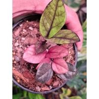 ราคา กวักมรกตดำด่างชมพู Zamioculcas zamiifolia Raven Variegated Pink (26192073131)