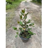 ราคา ต้นลำแพน ไม้น้ำ กระถาง8นิ้ว 40 50cm (24770404588)