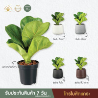 ราคา ไทรใบสัแคระ ไทรใบสักXL ทรงสวยใบใหญ่ ต้นไม้ฟอกอากาศ ไม้มงคล ไม้อึดทน easyplant (21425629357)