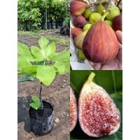 ราคา ต้นมะเดื่อฝรั่งหรือลูกฟิกสายพันธุ์ญี่ปุ่นBTM6 กิ่งตอน ต้นพร้อมปลูก (25985636334)