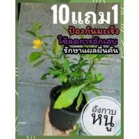 ราคา ต้นอังกาบหนู สมุนไพรไทย พื้นบ้าน บำรุงร่างการ สมุนไพรโบราณ ผักสวนครัว ดินน้ำ ปุ๋ย ต้นไม้ ยาสมุนไพรไทย ตำรับยา รักษากาย (24507158033)