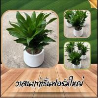 ราคา ต้นวาสนาเก้าชั้นเป็นต้นไม้มงคลส่งพร้อมกระถางมินิมอลสีขาว5 5 นิ้ว (21982569062)