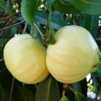 ราคา ต้นชมพู่น้ำดอกไม้ ชมพู่น้ำดอกไม้ Rose Apple ฝรั่งน้ำ ชมพู่ ชมพู่น้ำ มะชมพู่ มะน้ำหอม ชมพู่น้ำ ฝรั่งน้ำ (20286919826)