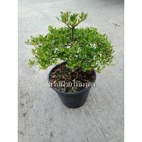 ราคา ต้นหูกระจงแคระฟอร์มสวย (1899633291)
